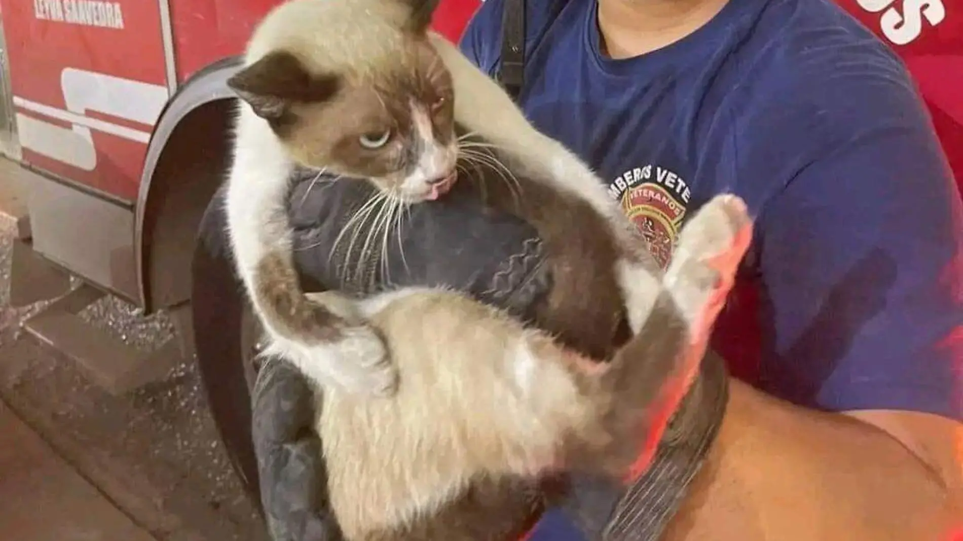 gato-atrapado-bomberos1